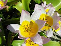 Tulipa Saxatilis (fam. Liliacees) (Crete) (02) (Photo F. Mrugala)